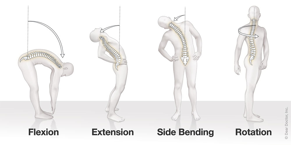 How your spine moves.