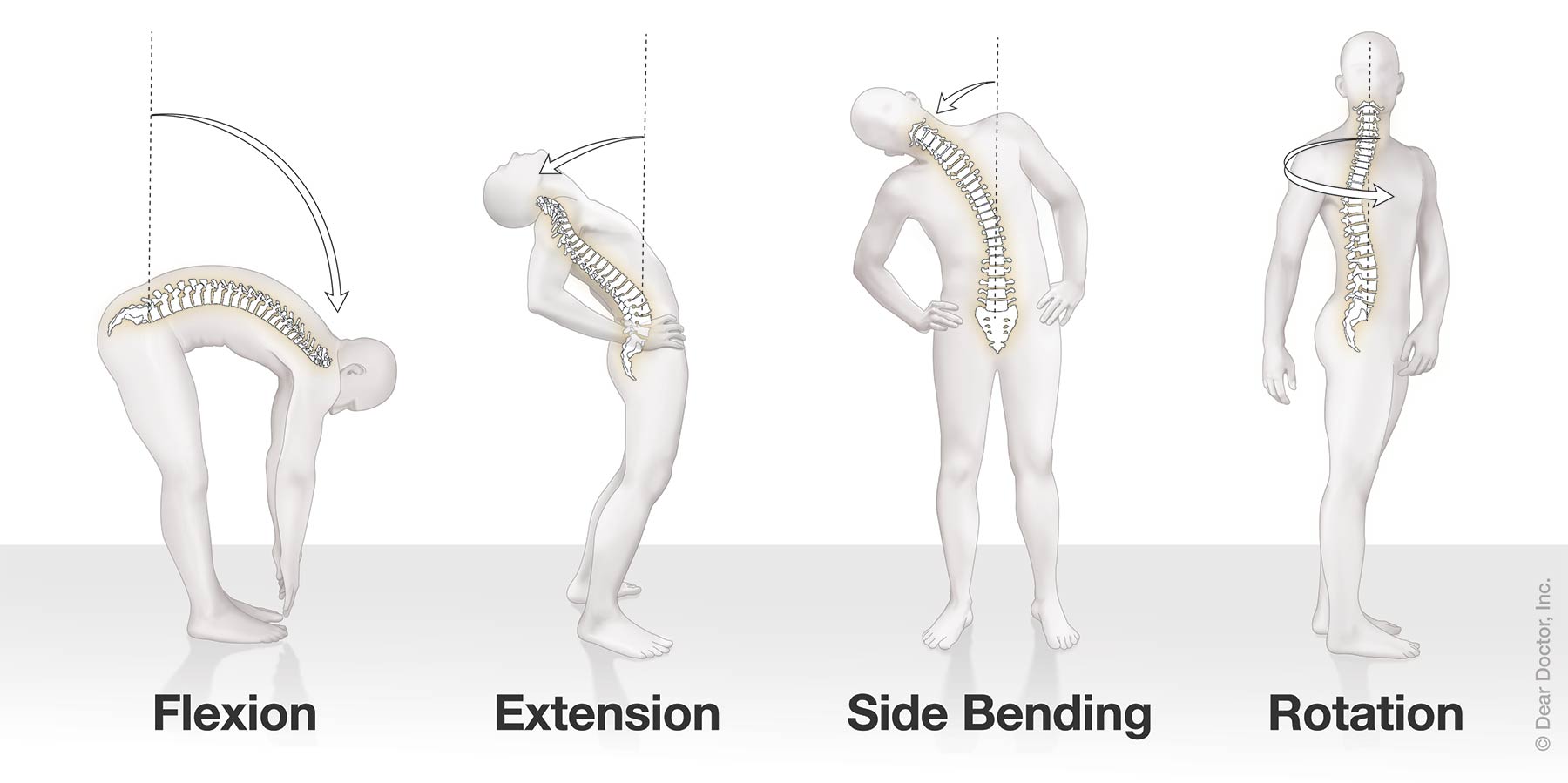 The Spine and How It Works