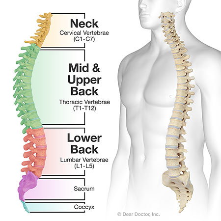The Spine and How It Works